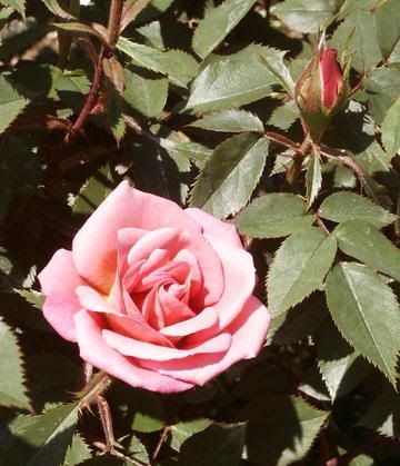  photo Incognito061005.jpg